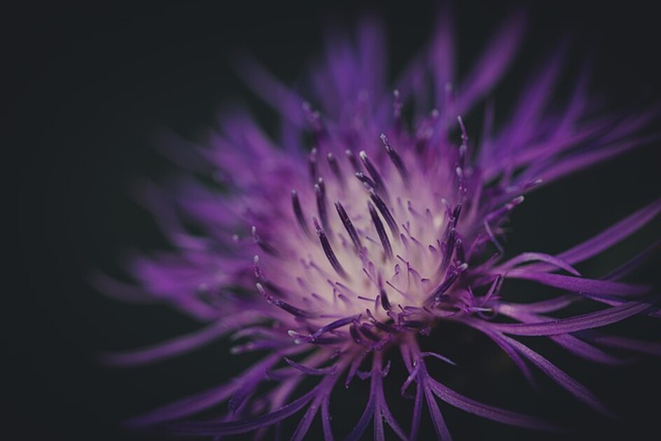 Die positiven Auswirkungen der Passionsblume